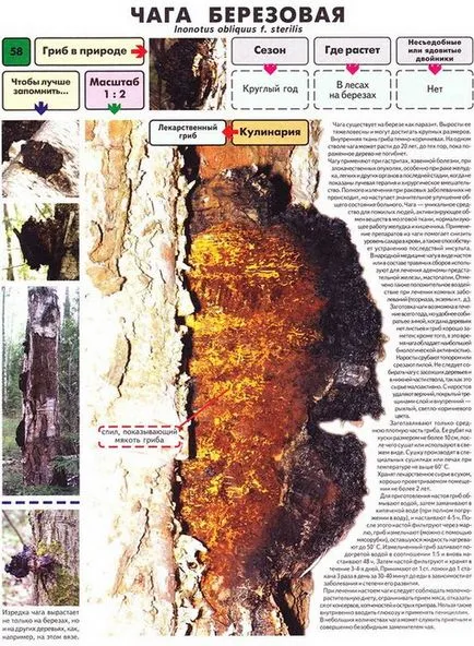 Chaga ciuperci - fotografie și o descriere a ceea ce arata ca Chaga cum să se facă distincția Chaga false