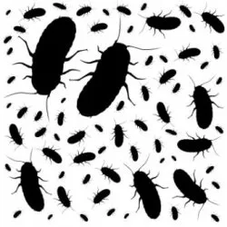 Ентомофобия - страх от насекоми