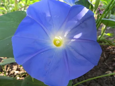 Morning Glory - cultivarea și îngrijirea