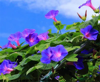 Morning Glory termesztés, ültetés