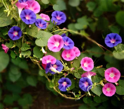 Morning Glory termesztés, ültetés