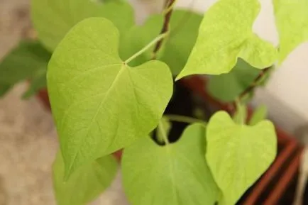 îngrijire Ipomoea, cultivare, udare, plantare la domiciliu