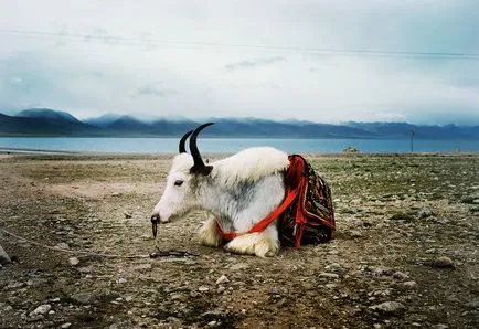 Arról, hogy hogyan bejutni Tibet engedély nélkül (és hogy meg kell tenni) - utazás titkok