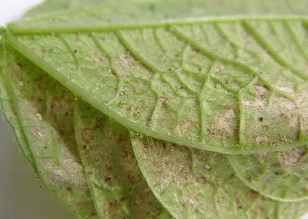 îngrijire Ipomoea, cultivare, udare, plantare la domiciliu