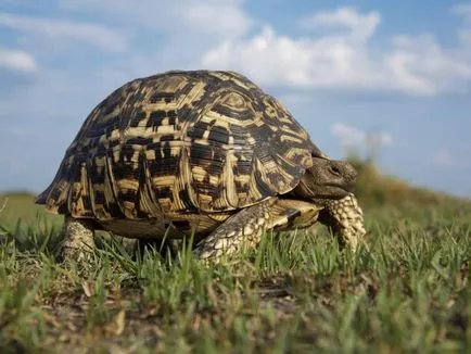 Érdekes a teknősök - vadon világ