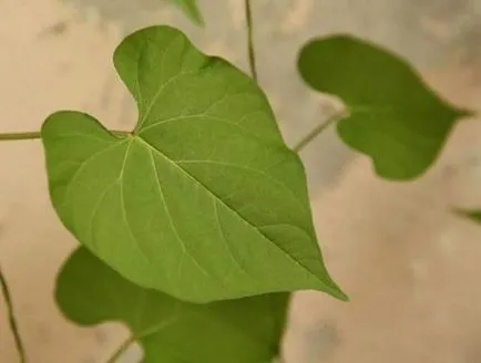 îngrijire Ipomoea, cultivare, udare, plantare la domiciliu