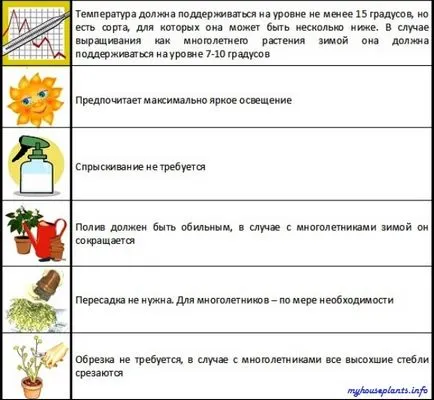 Ipomoea - én szobanövények