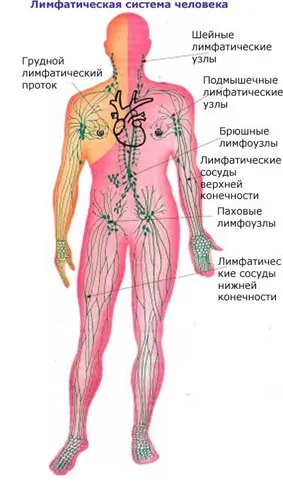 Парааортальні лімфовузли 1
