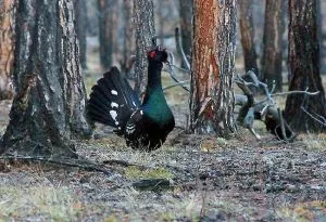 Полювання на глухаря