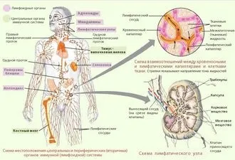 Парааортальні лімфовузли 1
