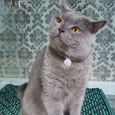 Відгуки про нас - чорний кіт