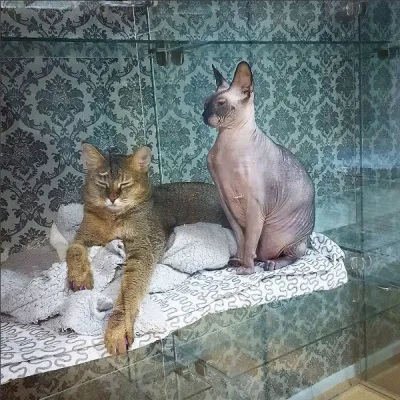 Відгуки про нас - чорний кіт
