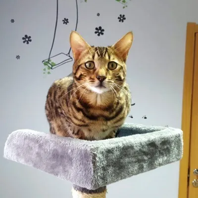Відгуки про нас - чорний кіт