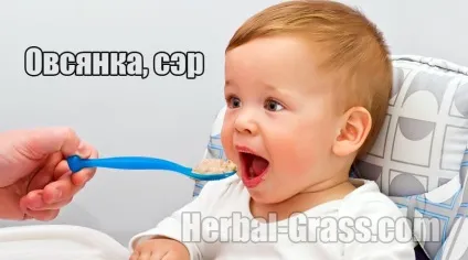Овес посівної - корисні, лікувальні властивості вівсянки (властивості) Овес посівної - корисні, лікувальні властивості вівсянки