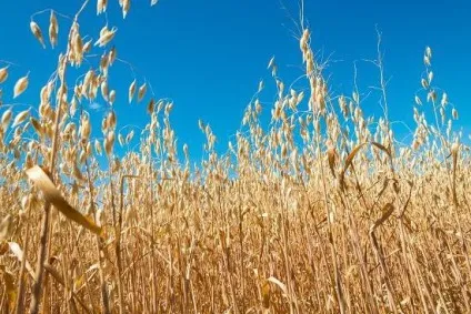 Овес посівної фото, опис, лікувальні властивості (фото) Овес посівної фото, опис, лікувальні властивості