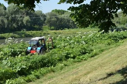 Ahogy paszternák legyőzött Magyarország, kykyryzo