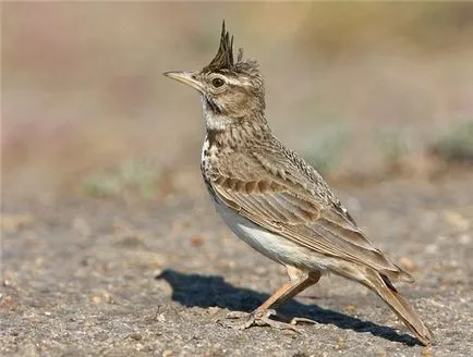 Melyik madár énekel legdallamosabb, ellentétben más énekesmadarak