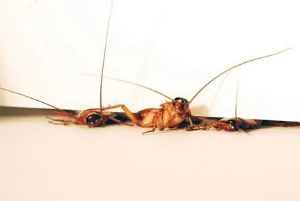 Как да се отървете от хлебарки у дома