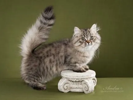 Milyen állat félt Napoleon Bonaparte birka, macska
