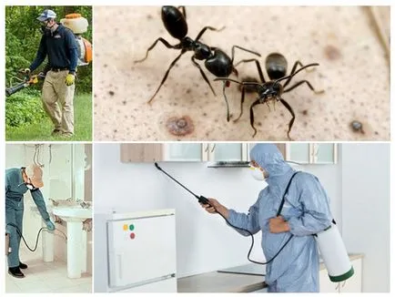 Hogyan és milyen mérget hangyák a ház vagy lakás