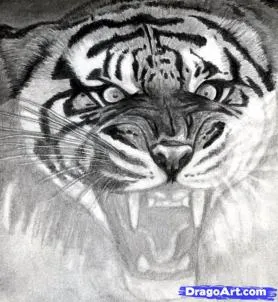 Hogyan kell felhívni a tigris feje szakaszokban