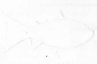 Як намалювати рибу олівцем поетапно
