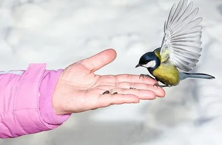 Cum să-i învețe pe copii să aibă grijă de mediul înconjurător, maternitate - sarcină, naștere, nutriție, educație