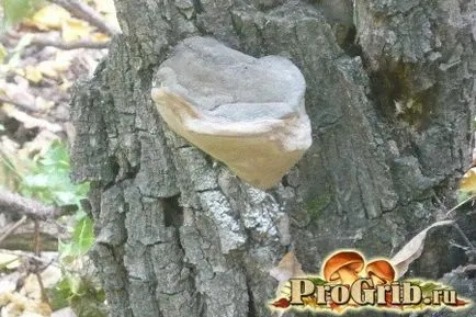 Как да се разграничи от чага Polypore съвети и консултации за събиране на