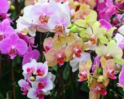 Hogyan víz orchideák
