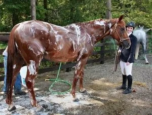 Cum se curata caii