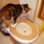 Hogyan hozzászoktatni a macskát a WC-ben egy új helyen, nem töltelék tálca, felnőtt utcán, macska- és