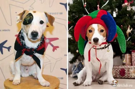 Как да изберем или да направите костюм за кучета в новата година, drtclub