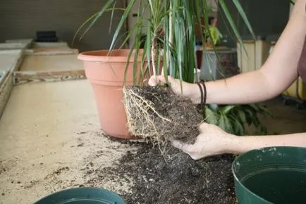 Hogyan törődik dratsenu tippeket spetsialisov