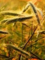 Павук - народні прикмети