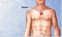 Патогенетичне лікування хворих на туберкульоз (лікування) Патогенетичне лікування хворих на туберкульоз