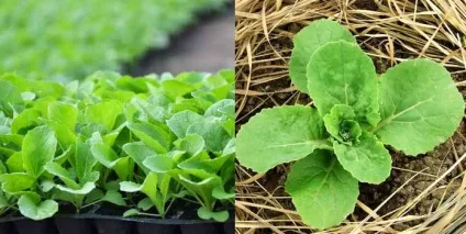 Пекінська капуста на дачі і городі посадка і догляд (дачі) Пекінська капуста на дачі і городі посадка і догляд