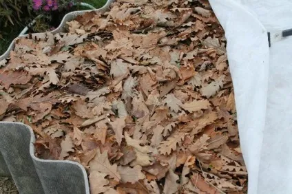 Перегній з листя дерев і гною (компост) як утворюється, своїми руками - легка справа (гною) Перегній з листя дерев і гною (компост) як утворюється, своїми руками - легка справа