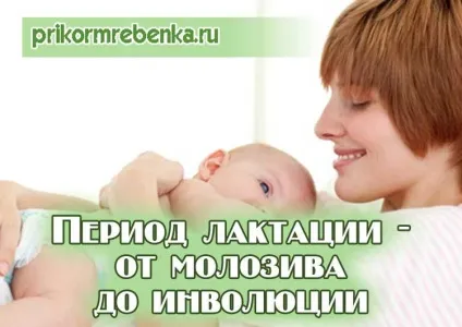 Період лактації - від молозива до інволюції