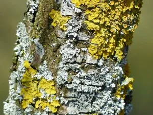 Ce este lichenul