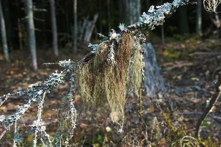 Ce este lichenul