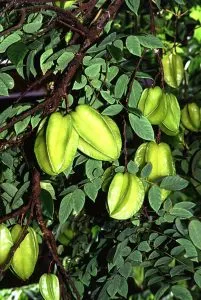 отглеждане Carambola у дома, цветя мечта