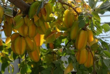 отглеждане Carambola у дома