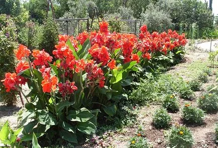 Canna - plantare și îngrijire în teren deschis pe teren