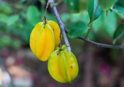 отглеждане Carambola у дома, цветя мечта