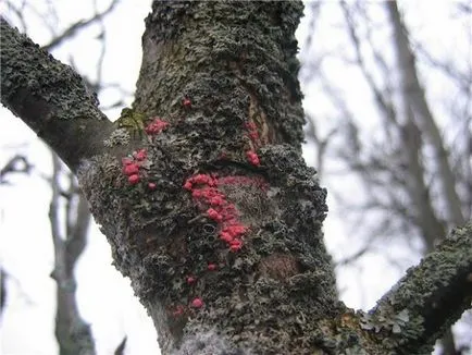 Як захистити яблуню і грушу від хвороб і шкідників