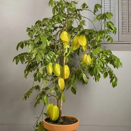 отглеждане Carambola у дома