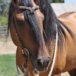 Kiger Mustang - egy csodálatos és nemes lófajta, a lovak