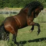 Kiger Mustang - egy csodálatos és nemes lófajta, a lovak