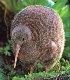 Kiwi - pasărea nu este în măsură să zboare