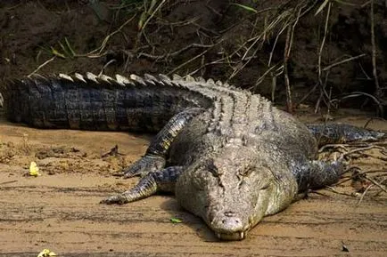 De ce vis de crocodili sonnik atac mari și multe mici, plutitoare sau, și toate femeile